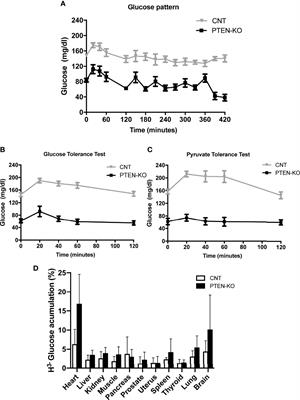 PTEN Deletion in Adult Mice Induces Hypoinsulinemia With Concomitant Low Glucose Levels